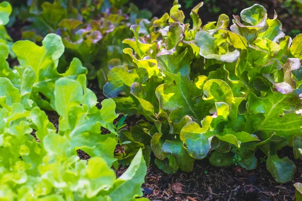 organic green oak leaf lettuce and red oak lettuce  on healthy  vegetables salad  food background