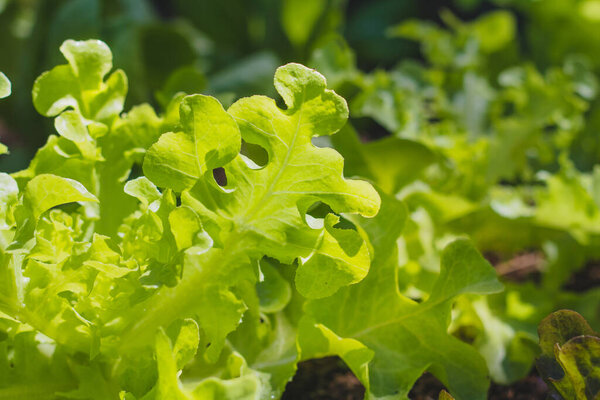 green oak lettuce on  vegetables salad  food background