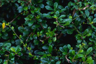 Yeşil Diş Çalı Ağacı ya da Siyam Çalı, doğal arka planda bitki ve dekoratif ağaç yetiştirme bahçeleridir.