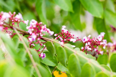 Yıldız meyveli karambola çiçeği veya yıldız elmalı (starfruit) flora beyaz arka planda sağlıklı meyveli yiyecekler izole edilmiş
