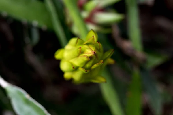 ejderha meyvesi tomurcuğu ağaca tırmanıyor çiçek dikiyor.