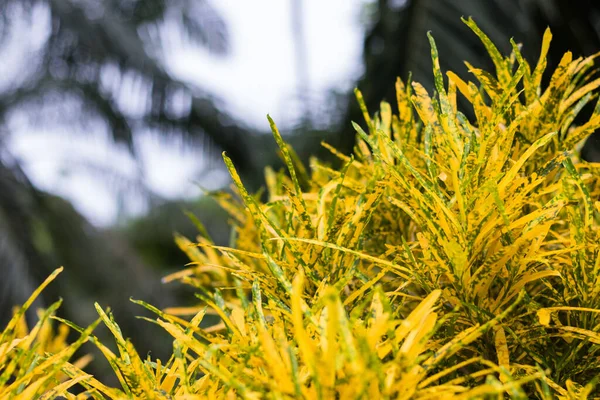 Goldene Schrittblätter Schön Auf Dekorativem Baumpflanzen Natürlichen Hintergrund — Stockfoto