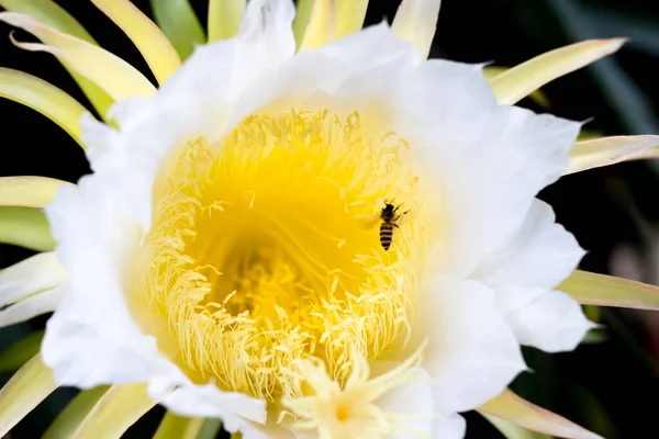 Пчелиная Пыльца Дракона Цветок Фруктов Альпинист Посадки Цветочного Фона Природы Лицензионные Стоковые Изображения