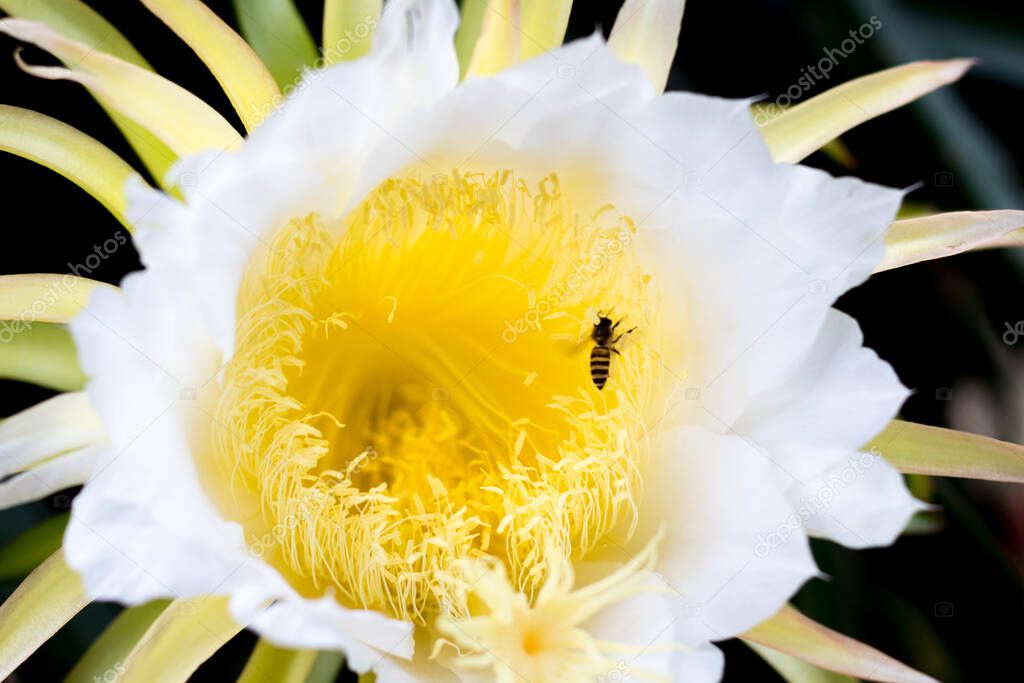 Bee pollen dragon fruit flower on climber planting  floral  nature  background