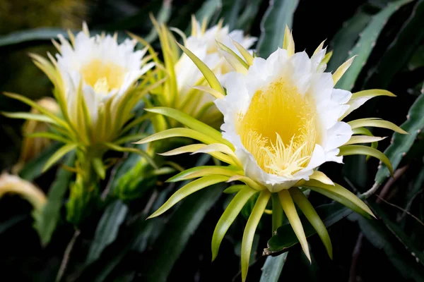 Weiße Drachenfrucht Blume Auf Kletterer Pflanzung Floralen Natur Hintergrund — Stockfoto