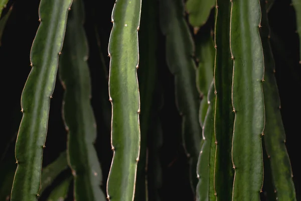 Grön Drake Frukt Träd Klättrare Plantering Natur Bakgrund — Stockfoto