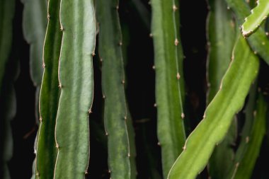 Tırmanışçı doğa arka planında yeşil ejderha meyve ağacı