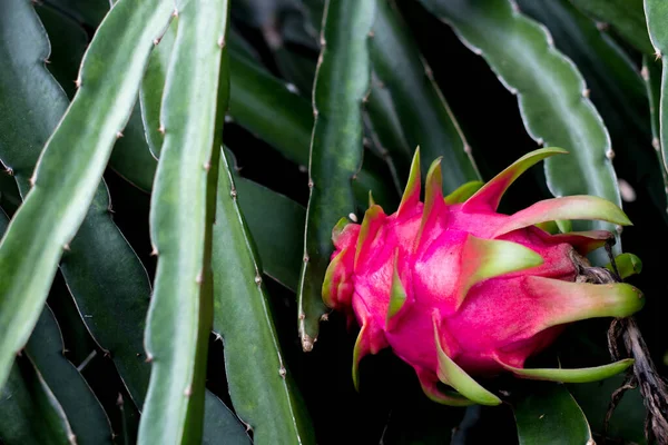 Olgun ejderha meyvesi ejderha meyve tırmanışçısı