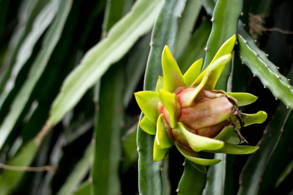 yeşil ejderha meyvesi ejderha meyve tırmanışçısı