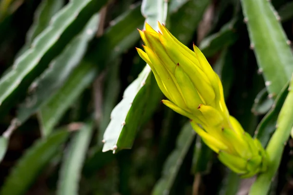  ejderha meyvesi çiçeği tomurcuğu dağcı ağaç dikme arka planında