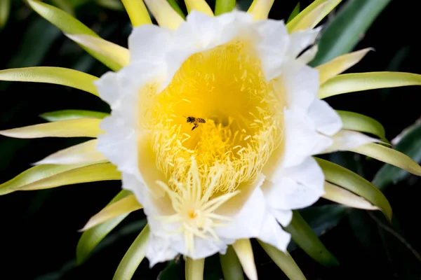 Weiße Drachenfrucht Blume Auf Kletterer Pflanzung Floralen Natur Hintergrund — Stockfoto