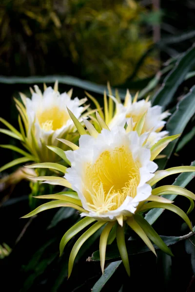 Blühen Weiße Drachenfrucht Blume Und Biene Auf Kletterpflanze Floralen Natur — Stockfoto