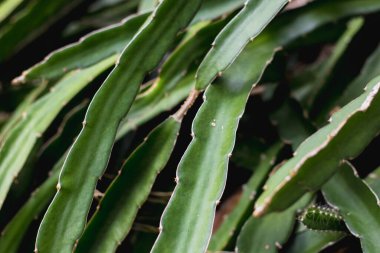 Tırmanışçı doğa arka planında yeşil ejderha meyve ağacı