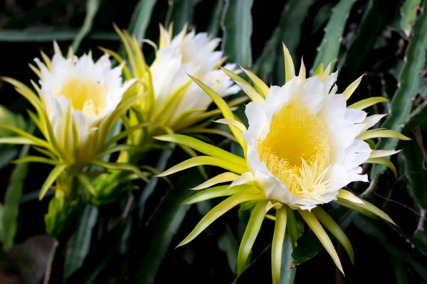 Mooie Draak Fruit Bloem Klimmer Planten Bloemen Natuur Achtergrond — Stockfoto