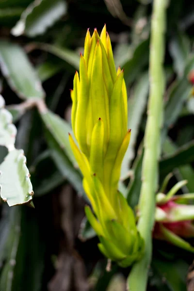 Drachenfrucht Blume Knospe Auf Kletterer Pflanzung Baum Natur Hintergrund — Stockfoto