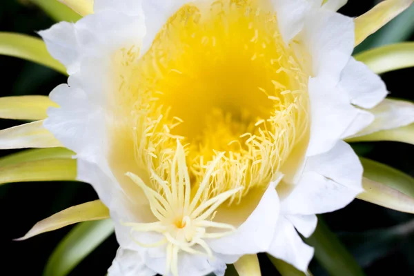 Weiße Drachenfrucht Blume Auf Kletterer Pflanzung Floralen Natur Hintergrund — Stockfoto