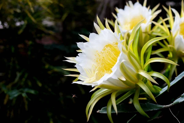 Blühen Weiße Drachenfrucht Blume Und Biene Auf Kletterpflanze Floralen Natur — Stockfoto
