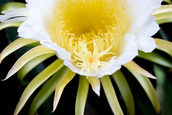 Pollen Drachen Frucht Blume Auf Kletterer Pflanzung Floralen Natur Hintergrund — Stockfoto