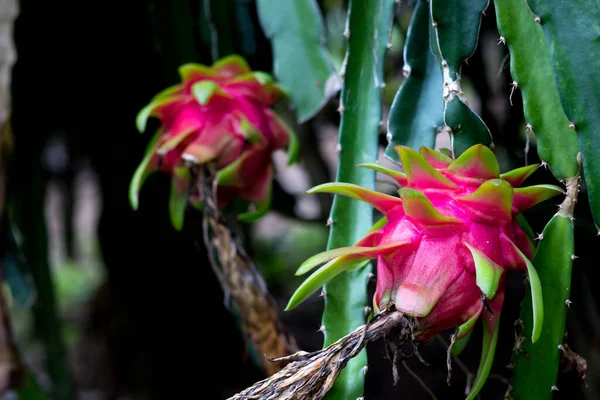 Olgun ejderha meyvesi ejderha meyve tırmanışçısı