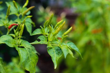 Çili biberi çiğ yemek malzemesi biber sebze bahçesi.