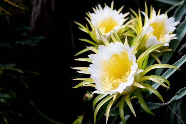 ejderha meyvesi çiçeği dağcıda çiçek açıyor çiçek dikiyor arka planda