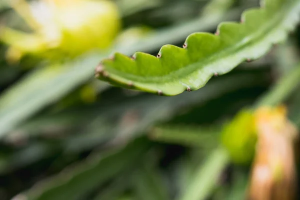 Drachen Obstbaum Auf Kletterer Pflanzung Natur Hintergrund — Stockfoto