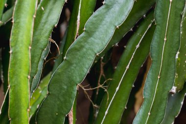 Tırmanışçı doğa arka planında yeşil ejderha meyve ağacı