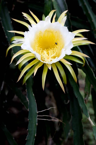 White Dragon Fruits Flora Blooming Climber Planting Floral Nature Background — Stock Photo, Image