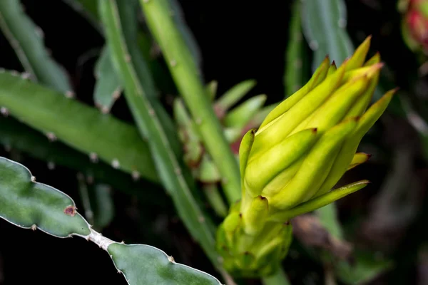 Drachenfrucht Blumen Knospe Auf Kletterer Pflanzung Baum Natur Hintergrund — Stockfoto