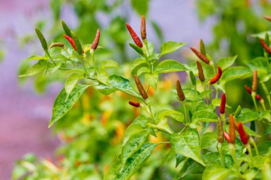 Çiğ yemek malzemesi biber bahçesinde olgun kırmızı biber.
