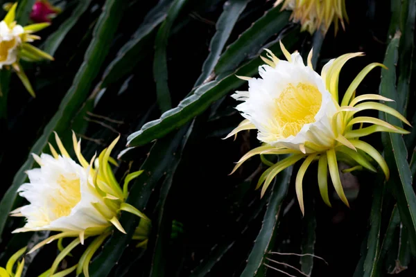 Drago Frutti Flora Fioritura Rampicante Impianto Floreale Natura Fondo — Foto Stock