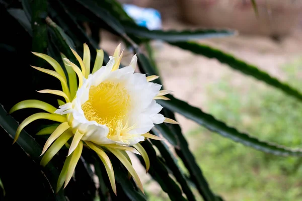 Weiße Drachenfrucht Blume Auf Kletterer Pflanzung Floralen Natur Hintergrund — Stockfoto