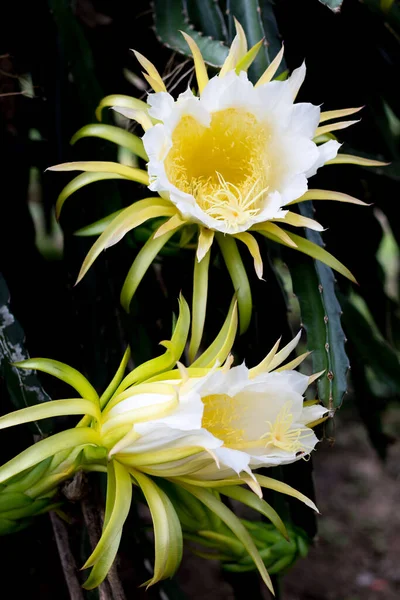Weiße Drachenfrüchte Blume Blühenden Hylocereus Auf Kletterpflanze Floralen Natur Hintergrund — Stockfoto
