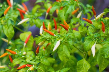 Yeşil biber çiğ yemek malzemesi biber sebze bahçesi.