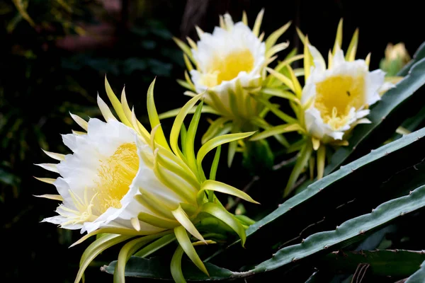 beyaz ejderha meyve çiçeği dağcı çiçek dikme arka planı
