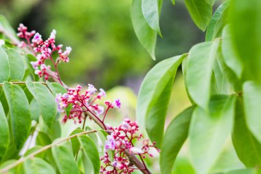  Yıldız elması meyvesi bahçesinde yıldız meyvesi karambola çiçeği