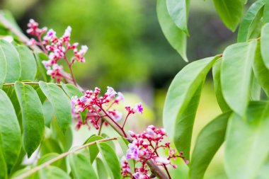  Yıldız meyveli karambola çiçeği veya yıldız elmalı (starfruit) flora beyaz arka planda sağlıklı meyveli yiyecekler izole edilmiş