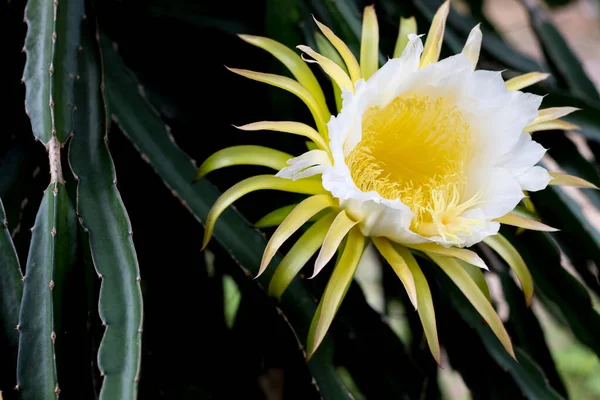 Pitaya çiçekli ejderha meyvesi dağcı çiçek dikme arka planında