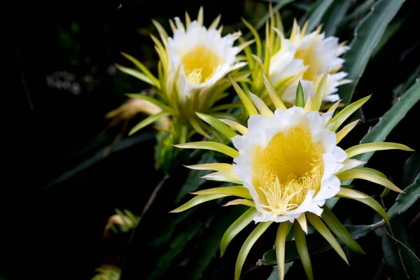 Drago Frutti Flora Fioritura Rampicante Impianto Floreale Natura Fondo — Foto Stock