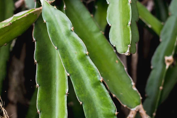 Grüne Drachen Obstbaum Auf Kletterer Pflanzung Natur Hintergrund — Stockfoto