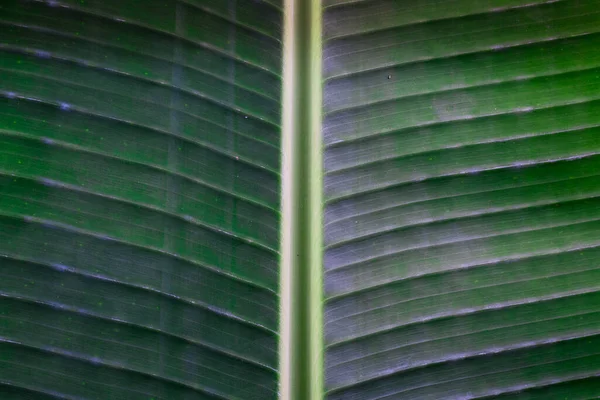Textura Verde Banano Tropical Drenaje Fondo Natural Follaje Tropical —  Fotos de Stock