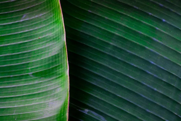 黄绿色香蕉叶质感 热带叶子植物背景 — 图库照片