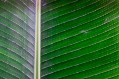 sarkık yeşil muz yaprağı dokusu, tropikal bitki örtüsü arkaplanı 