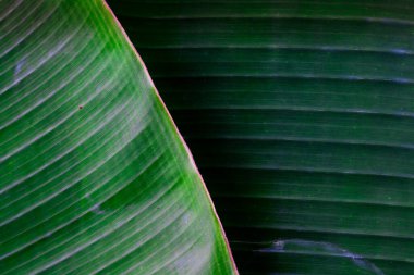  drak yeşil tropikal muz yaprağı dokusu, tropikal yeşillik arka plan 