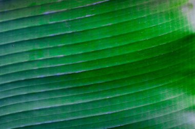  drak yeşil tropikal muz yaprağı dokusu, tropikal yeşillik arka plan 