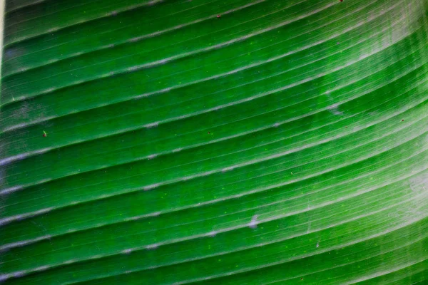 香蕉叶 热带亮绿色大叶 自然背景 — 图库照片