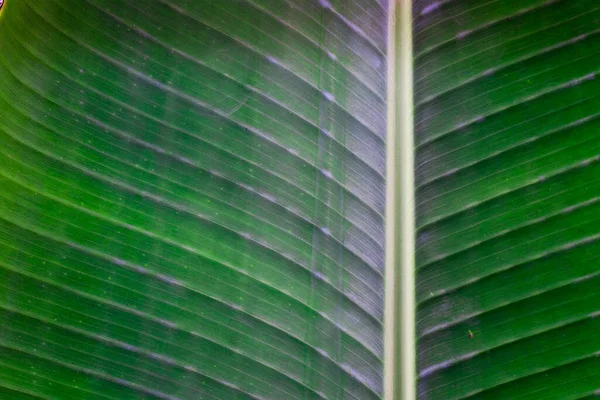 Hoja Plátano Follaje Grande Verde Brillante Tropical Sobre Fondo Natural —  Fotos de Stock