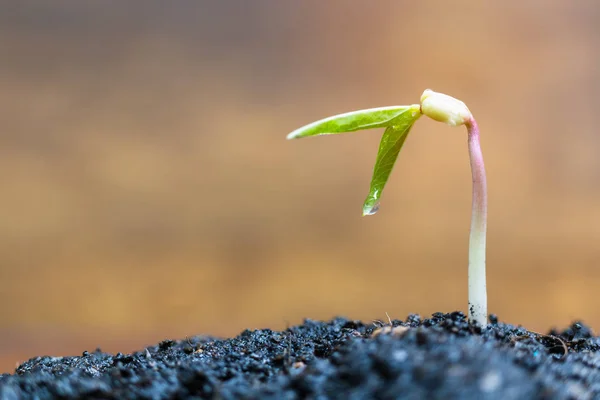 绿芽生长在褐色背景 幼苗和植物 — 图库照片