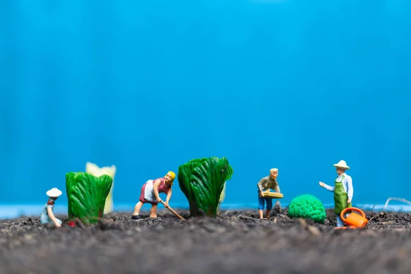 Minyatür Insanlar Bahçıvanlar Hasat Sebzeler Tarım Kavramı Bir — Stok fotoğraf