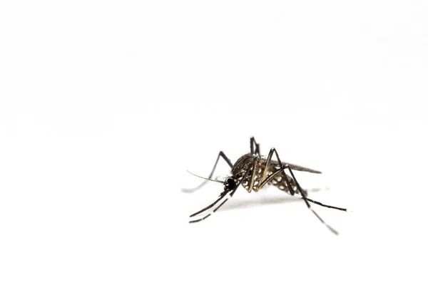 Closeup Mosquito Isolated White Background — Stock Photo, Image